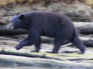 Bear, Port Alberni