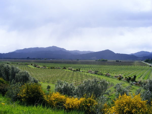 Marlborough vineyard