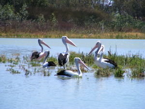 Pelicans, Darling river