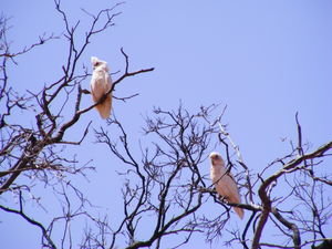 Cockatoos, Outback