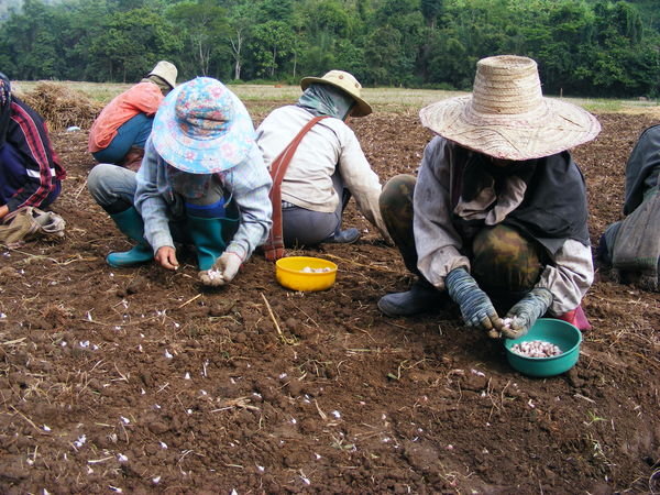 Field workers, near Chiang Rai
