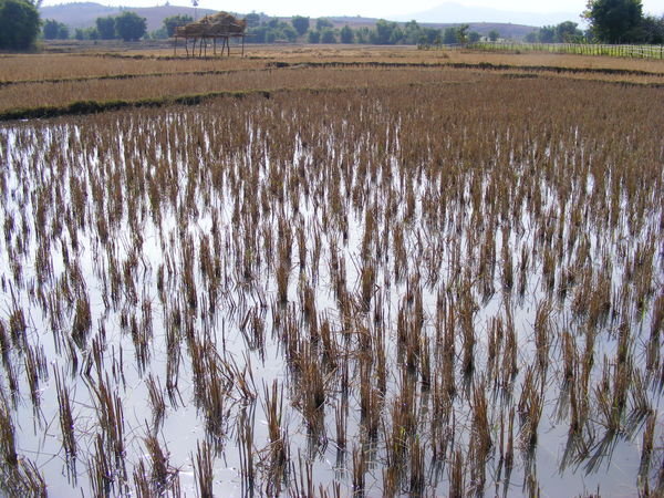 Rice field near Plain of Jars