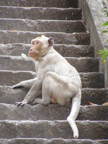 Temple monkey, near Battambang