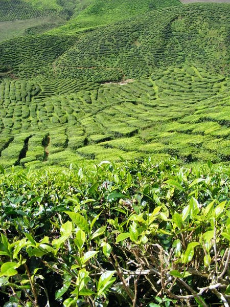 Tea in a tea plantation