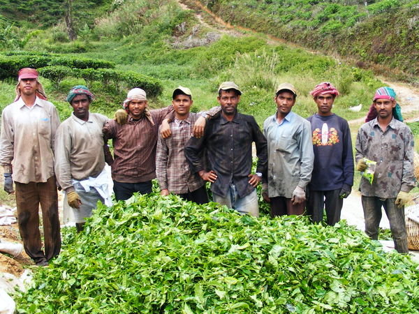 Tea workers