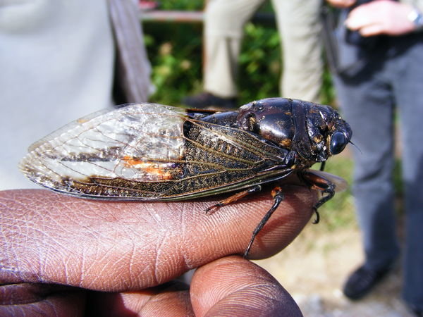 Cicada on the hand of our guide