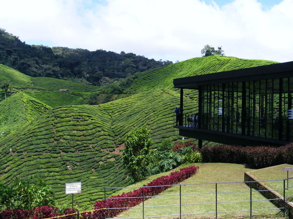 Another tea plantation, another scone