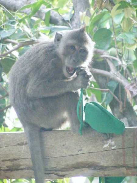 A monkey ate my bikini