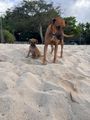 Beach Dogs