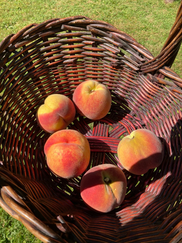 Our Peaches
