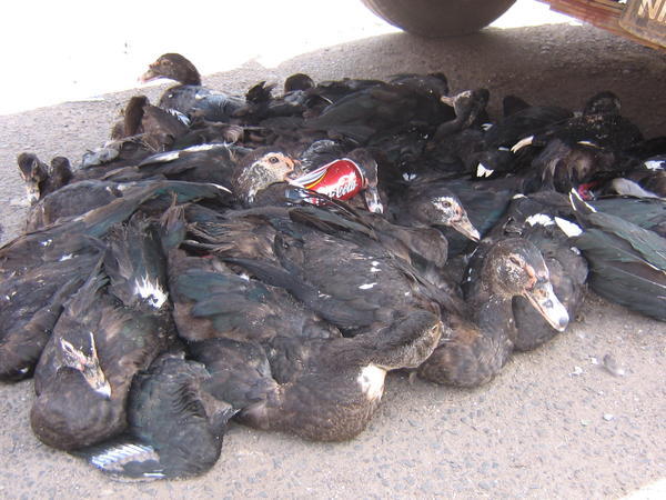About two dozen ducks piled roughly in the parking lot, still barely alive