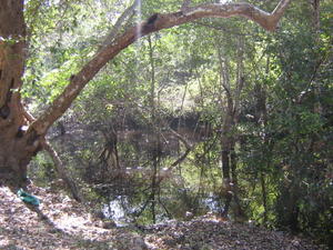 Swamps filled much of the ancient city grounds