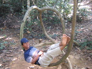 Nature's hammock