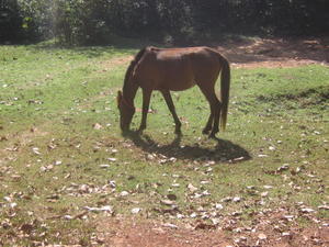 A horse grazing along the road