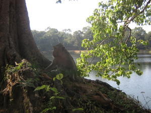 A wild monkey near the moat of Angkor Wat