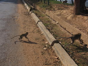 Monkey crossing