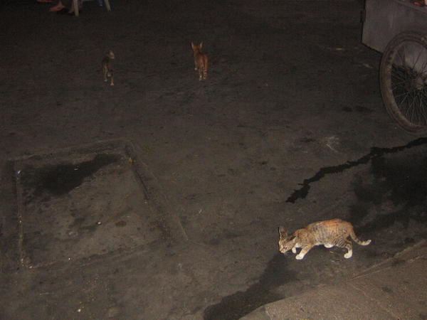 It was january 2nd and gangs of cats filled the streets
