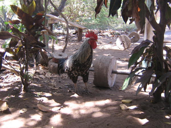 This rooster just wants to get burly