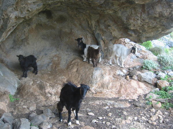 Now the goats make this their home