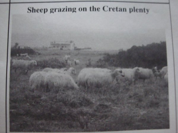 Sheep grazing on the Cretan plenty