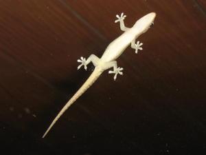 A Gecko on the Window