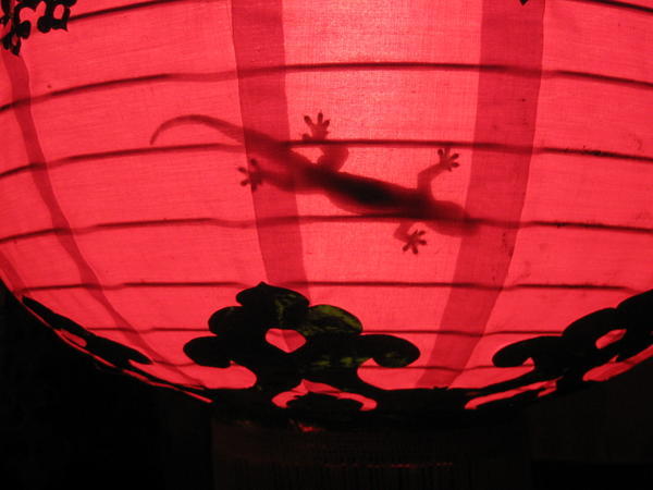 Geckos in the Lights