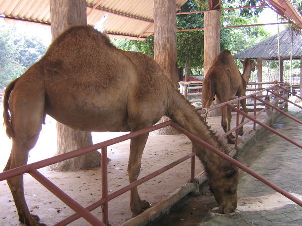 They Also Have Camels