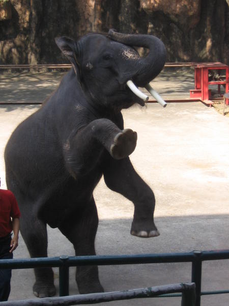 This Elephant Nearly Crunched My Dong