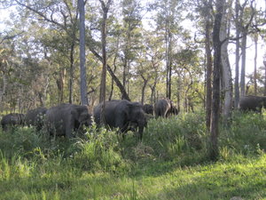 elephants in Wayanad