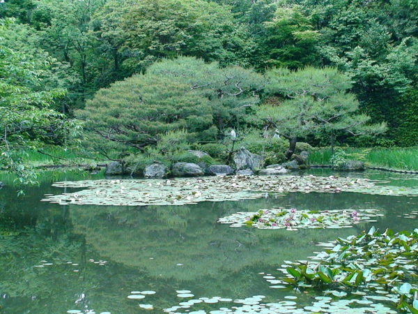 Garden at Heian Shrine_2