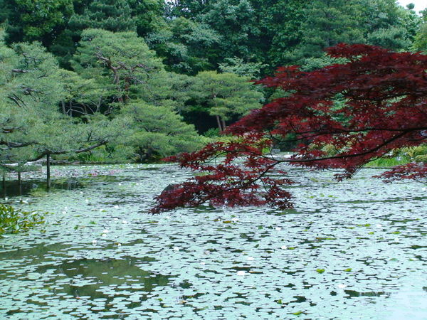 Garden at Heian Shrine_3