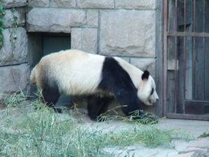 Panda at Beijing Zoo