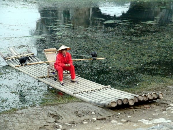 Man with bamboo raft and cormorants.