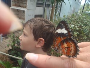 butterfly house