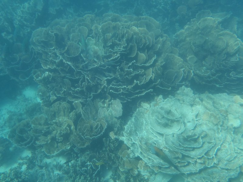 coral bay 2