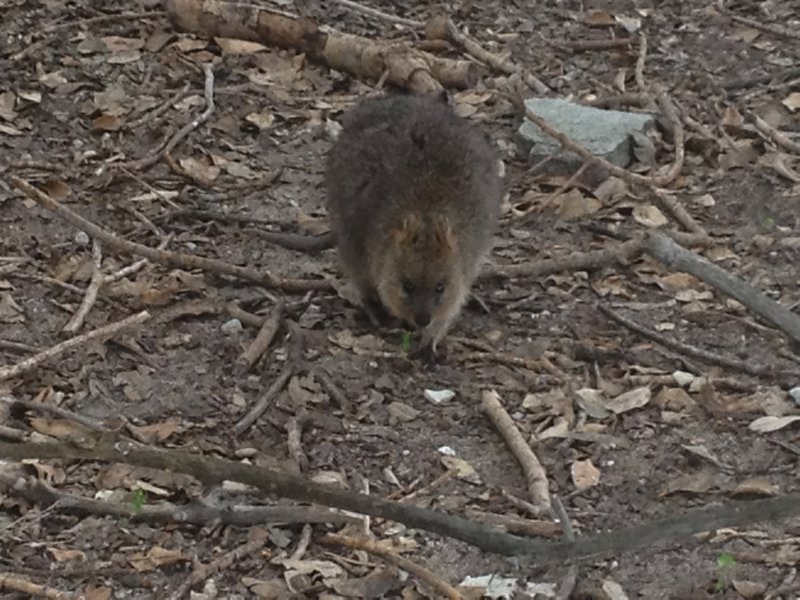 Quokka