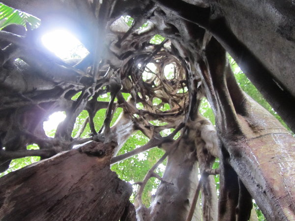 Inside the strangler tree...