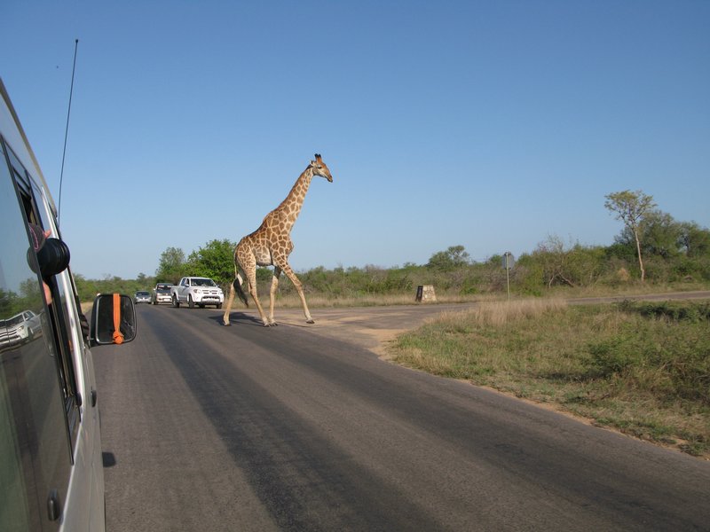 Giraff crossing