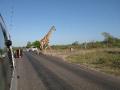 Giraff crossing