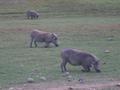 Warthog at Dinsho
