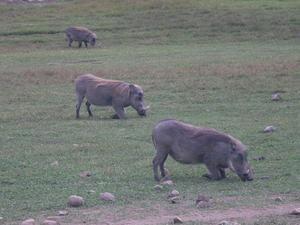 Warthog at Dinsho