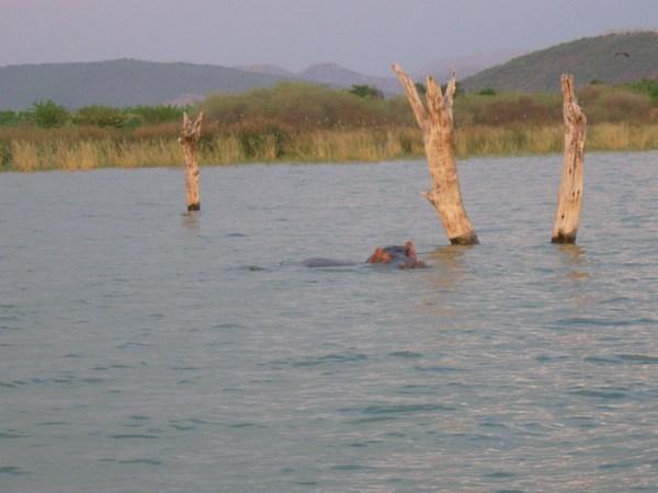 Lake Chamo Hippos