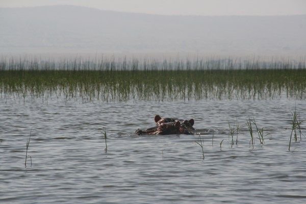 Hippos in Lake Awasa