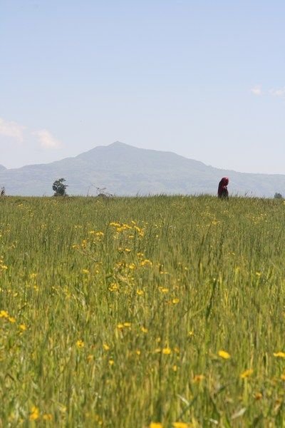 Fields near Robe
