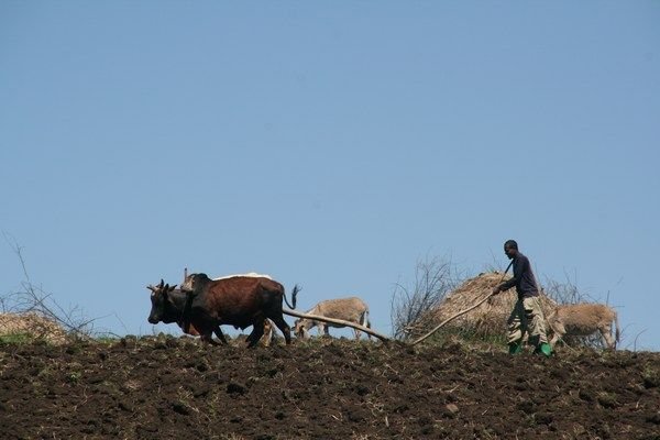Ploughing the traditional way.