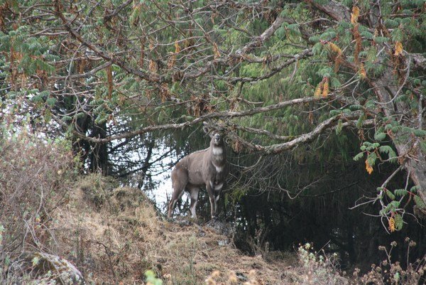 Mountain Nyala