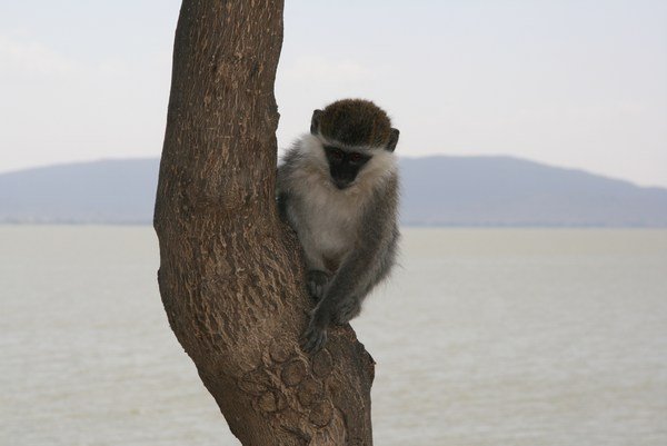 Vervet monkey by Lake Awasa