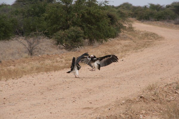 White headed Vulture