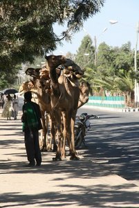 Camels on the High Street