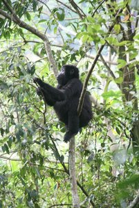 First glimpse of mountain gorillas